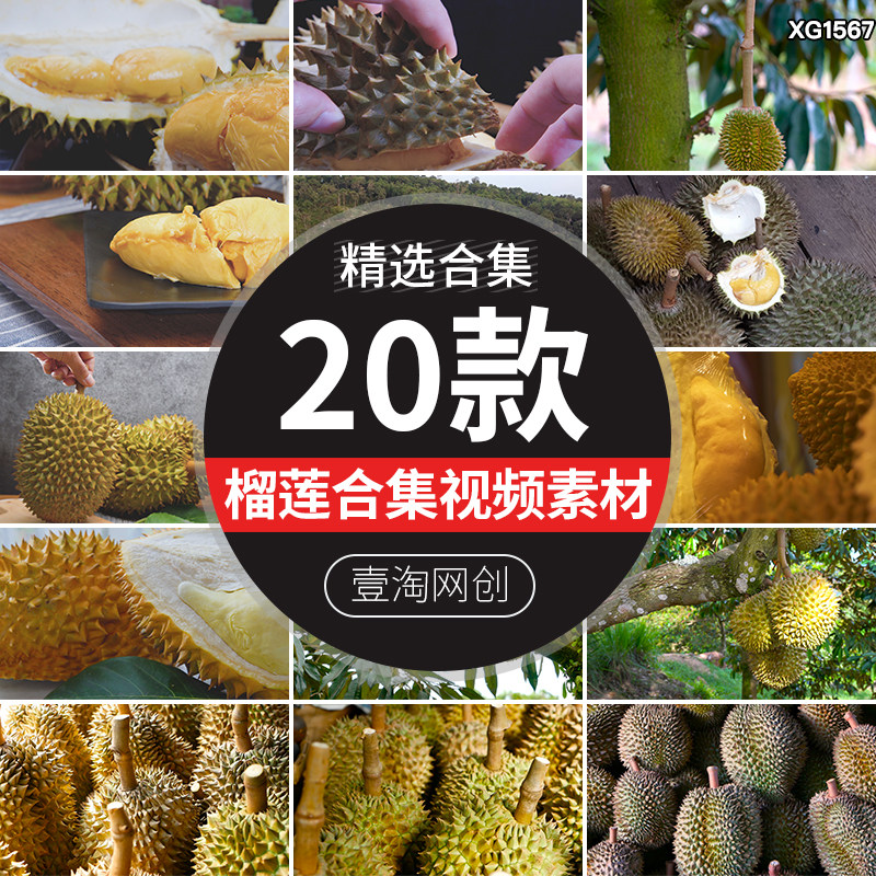 水果榴莲种植园采摘马来西亚成熟榴莲树掰开果肉果实剪辑视频素材