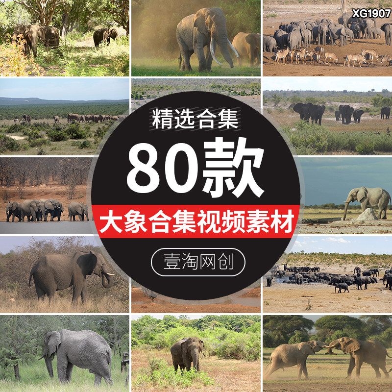 非洲象群大象野生动物野象动物园一群巨象小象实拍高清短视频素材