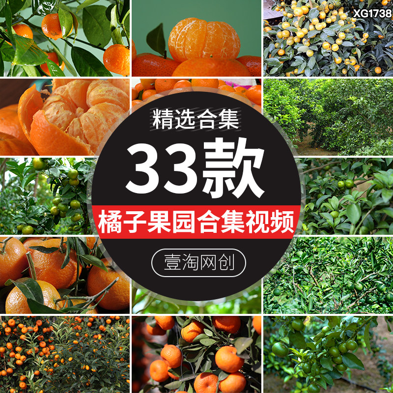 新鲜橘子砂糖橘水果金橘果树果园枝头结满果实蜜桔子实拍视频素材