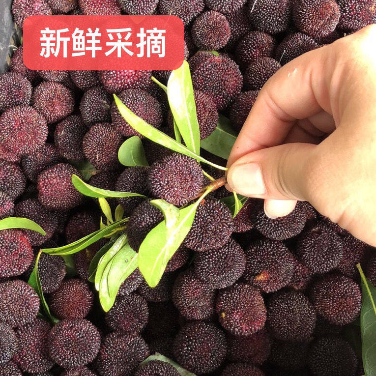 冷链空运云南新鲜杨梅鲜果现摘早梅非东魁荸生泡酒小杨梅孕妇水果