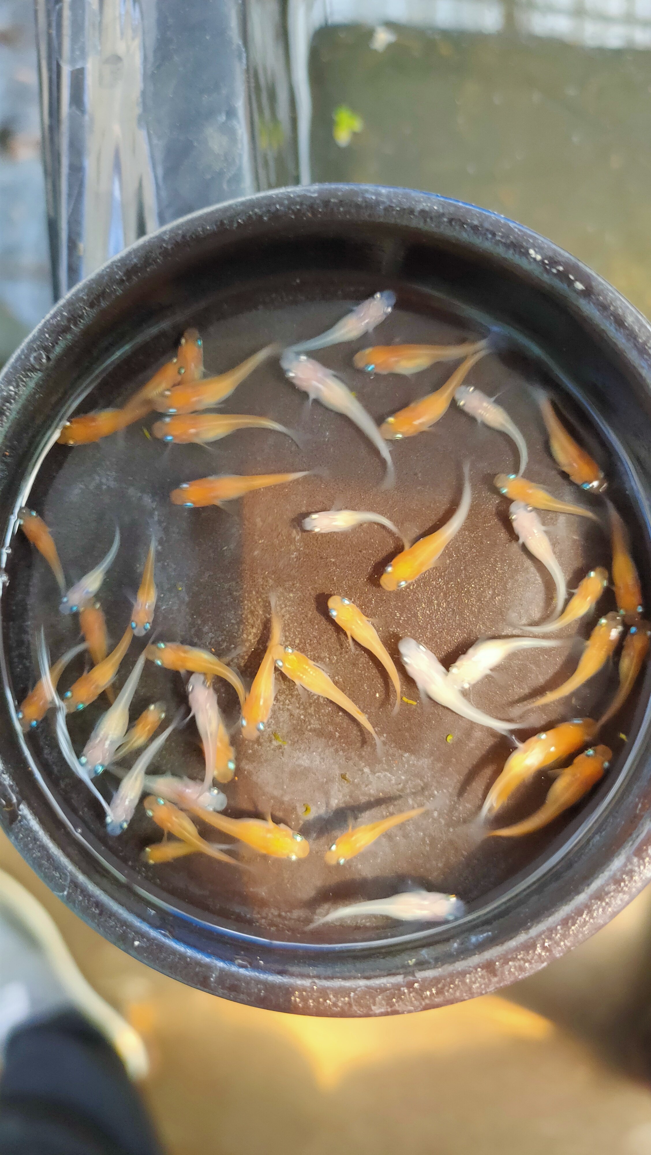 观背青鳉鱼红白小町淡水观赏鱼冷水饲养不打氧好养活好繁殖产卵多