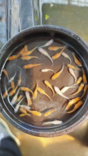 观背青鳉鱼红白小町淡水观赏鱼冷水饲养不打氧好养活好繁殖产卵多