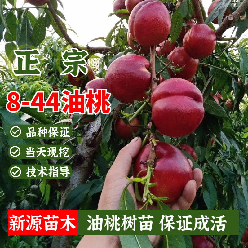 8-44油桃苗早熟中油金铭黄肉油桃树苗大果南北方地栽盆栽当年结果