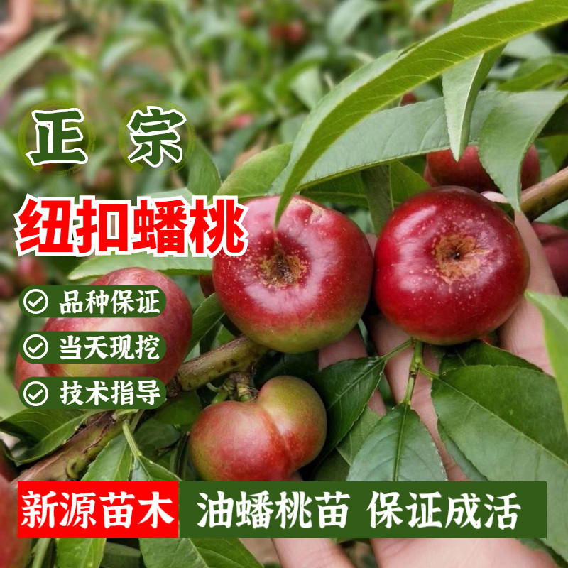 明月油蟠桃树苗嫁接早熟迷你小蟠桃纽扣蟠桃苗南北方种植当年结果
