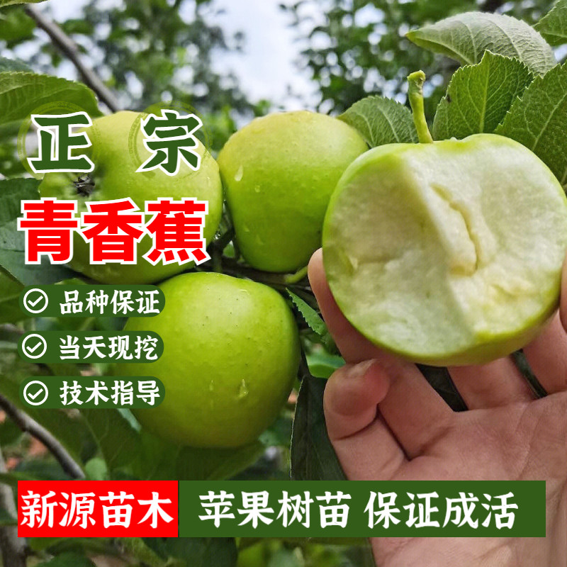 老品种嫁接青香蕉苹果树苗南北方地栽庭院矮化苹果苗盆栽当年结果