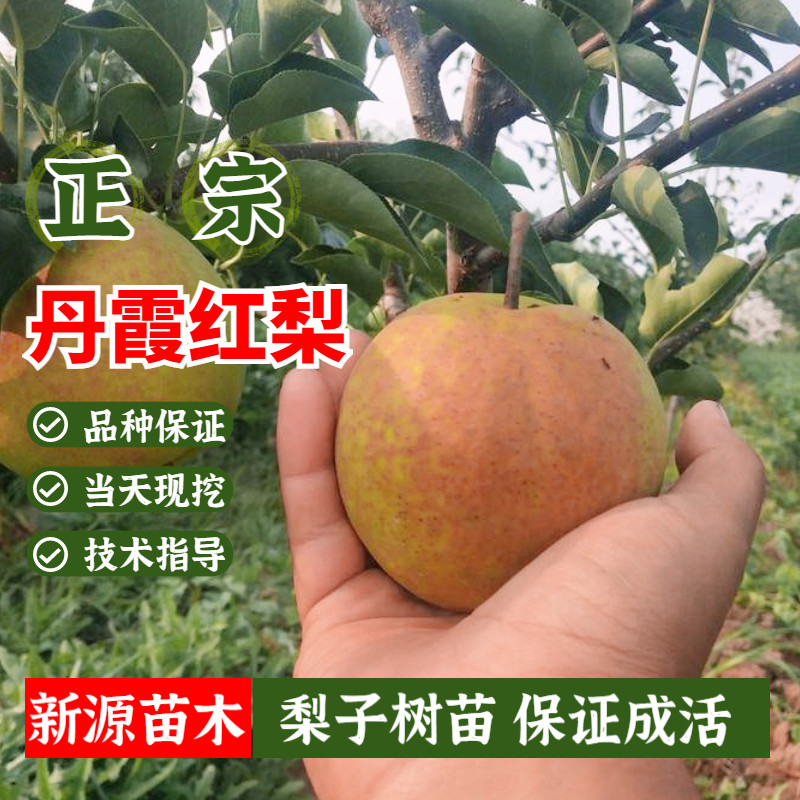 丹霞红梨树苗嫁接新品种红梨脆梨苗南方北方种植果苗当年结果地栽