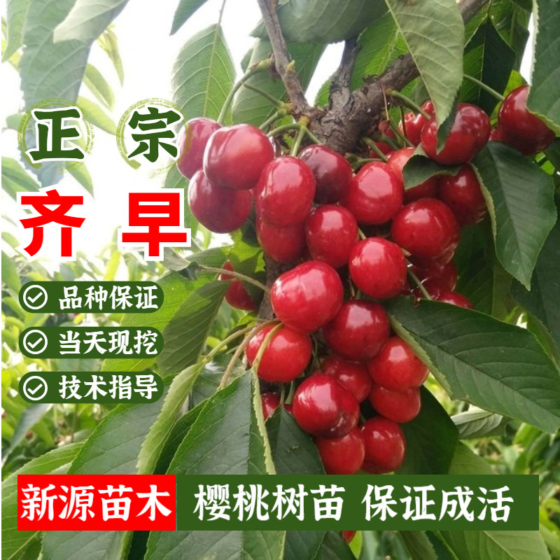 特早熟大樱桃树苗新品种齐早樱桃苗庭院地栽果树盆栽南方北方种植