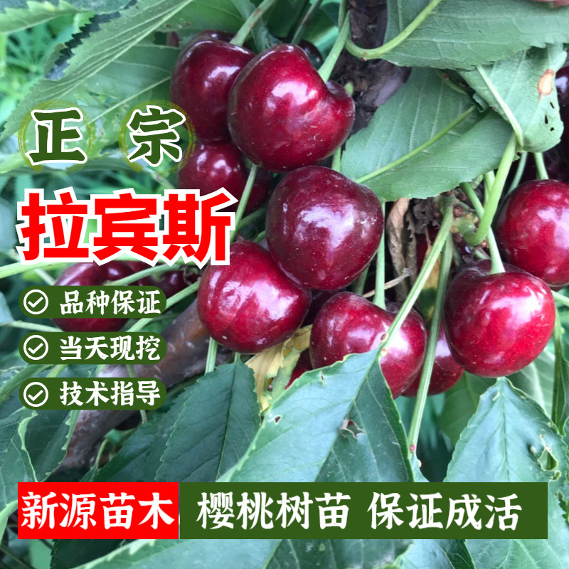 大樱桃树苗嫁接拉宾斯樱桃苗有自花授粉地栽果树盆栽南方北方种植