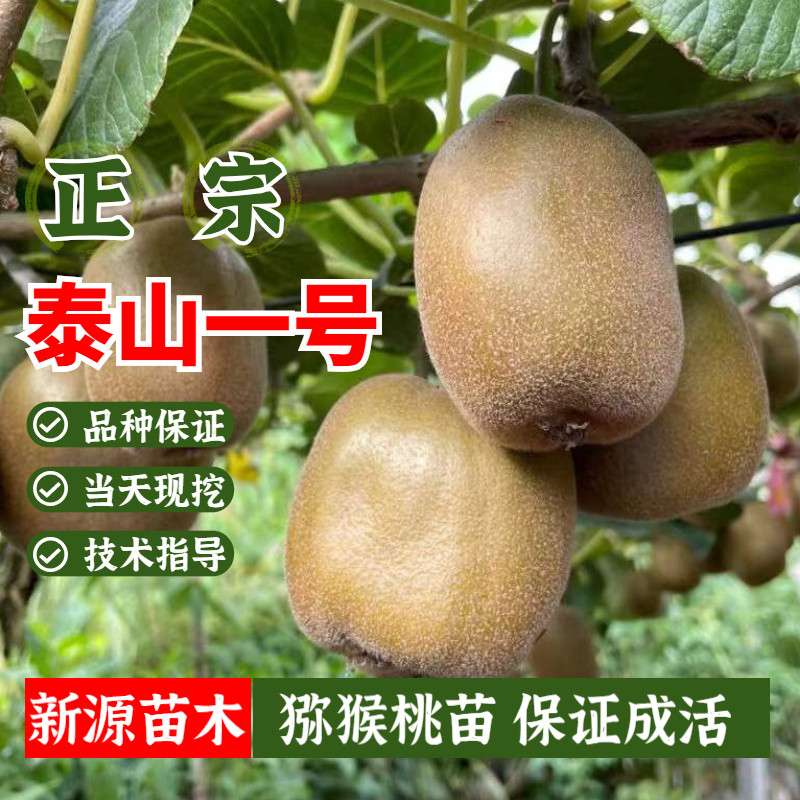 嫁接碧玉猕猴桃树果苗抗冻绿心泰山一号猕猴桃苗北方南方地栽耐寒