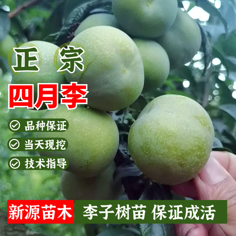 特早熟李子树苗嫁接四月脆李脱骨青脆李子苗南方北方庭院盆栽地栽