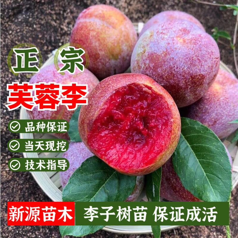 芙蓉李子树苗嫁接南北方庭院地栽果树脱骨红肉李盆栽果苗当年结果