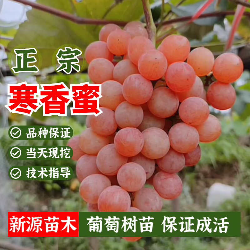 无籽寒香蜜葡萄树苗爬藤抗寒葡萄苗盆栽南北方种植当年结果树地栽