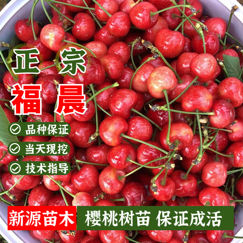 嫁接福晨大樱桃苗南北方庭院地栽阳台盆栽果树车厘子树苗当年结果