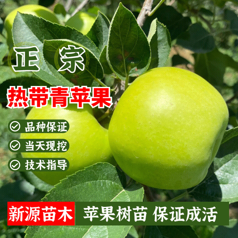 脆甜热带青苹果苗南方种植矮化盆栽苹果树苗庭院地栽特大当年结果
