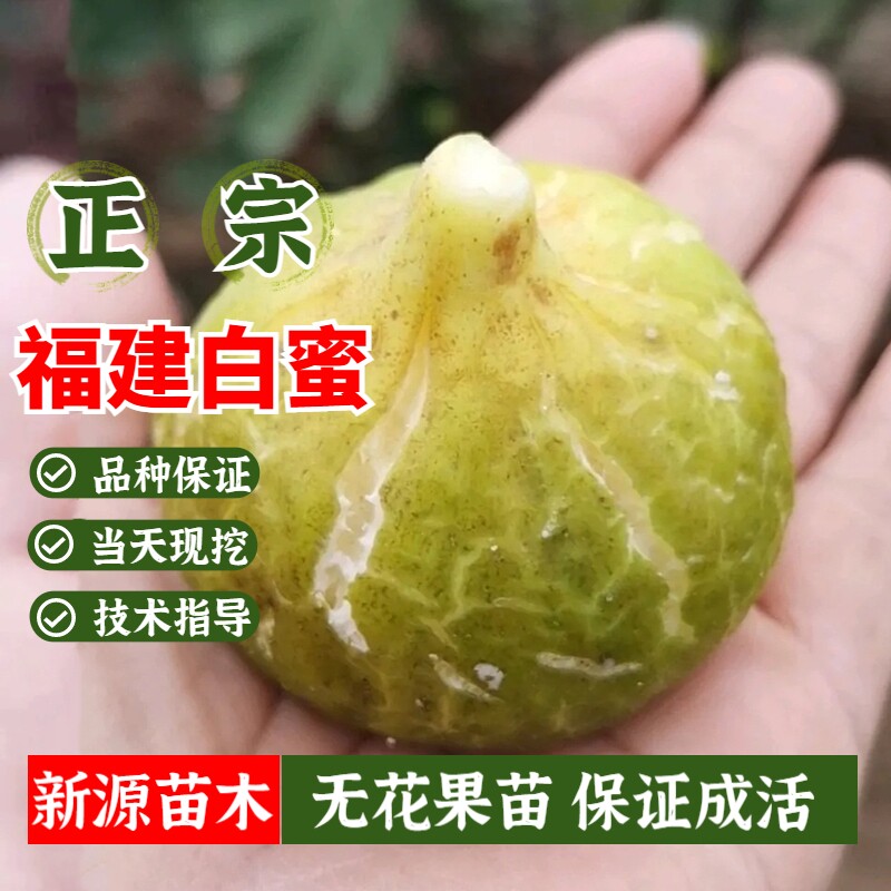 福建白蜜无花果苗特大香甜软糯抗旱耐寒盆栽庭院地栽果树当年结果