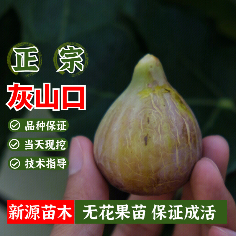 新品种无花果苗盆栽花山口黑山口灰山口花皮庭院地栽果树当年结果