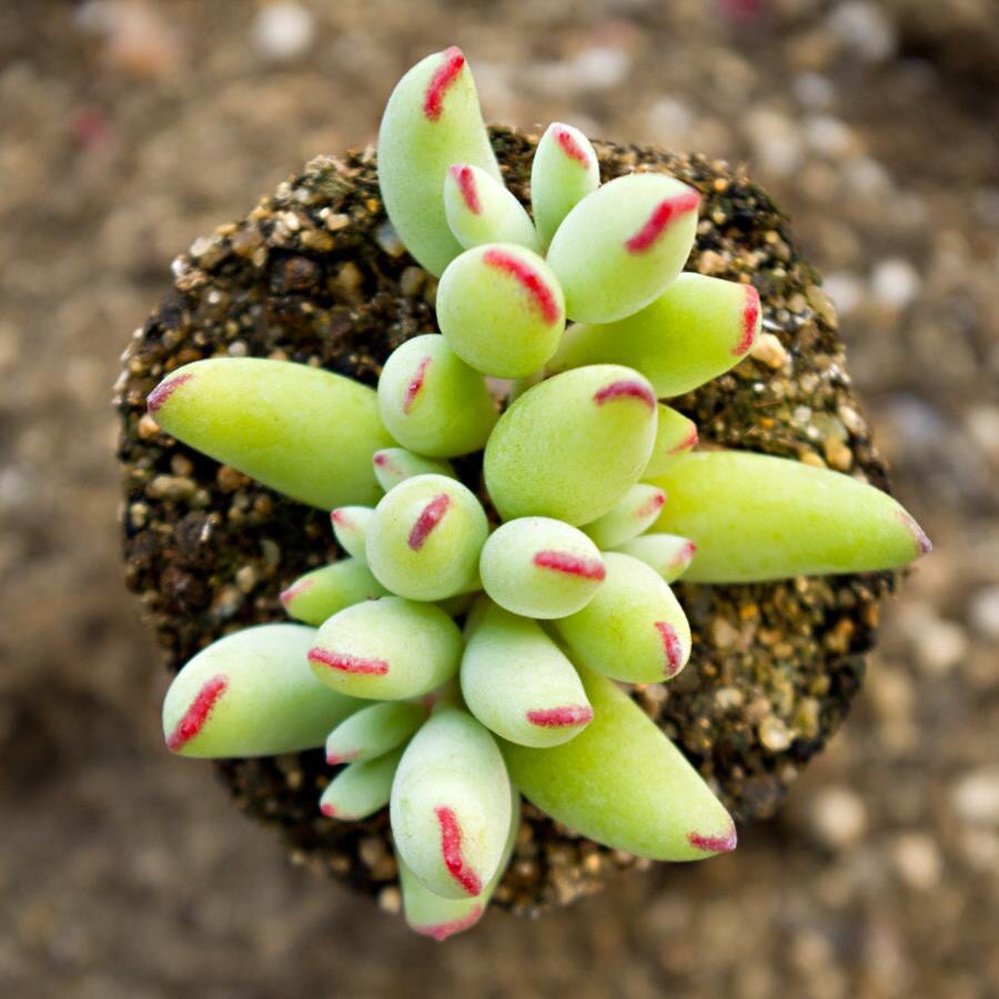 精品多肉植物【精灵豆】福娘肉肉花卉绿植阳台反辐射