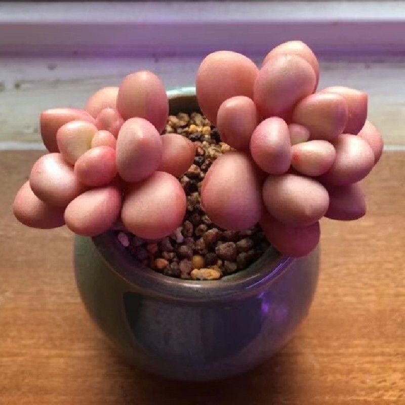 先锋派多肉植物稀有品种奇趣办公桌美观防辐射盆栽精品花卉卉绿植