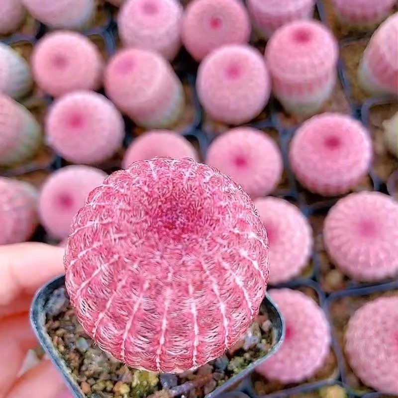 实生红太阳紫太阳开花仙人球侧芽无根室内四季好养多肉植物七彩