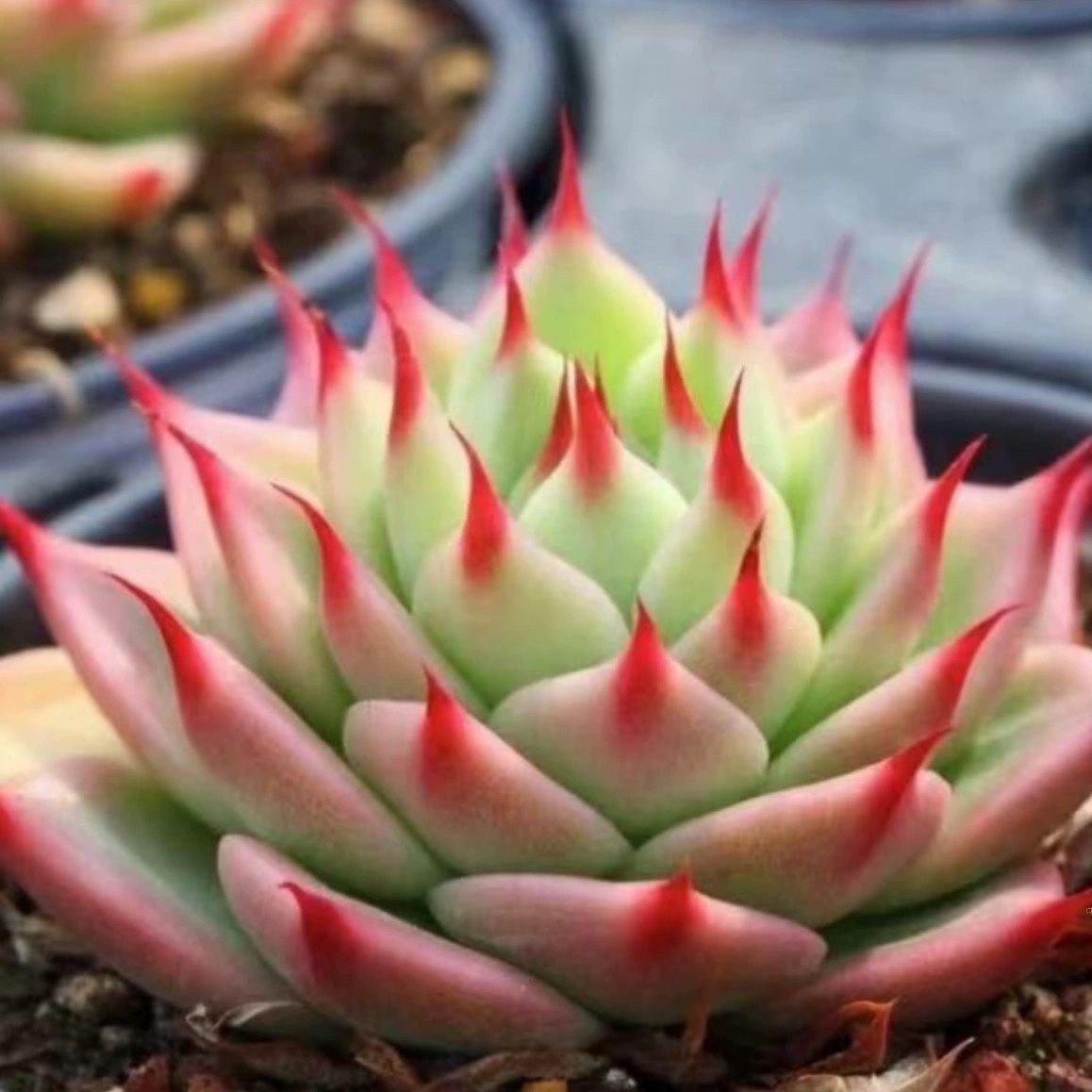 多肉植物 蓝眼睛多肉植物 长睫毛 好养皮实 多肉小盆栽正版蓝龙