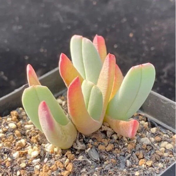 虾钳多肉番杏科生石花屁屁花多肉植物石头花蟹钳