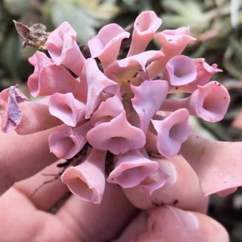 魔笛/猪鼻子/筒叶pink好看的多肉植物稀有品种阳台桌面小盆栽