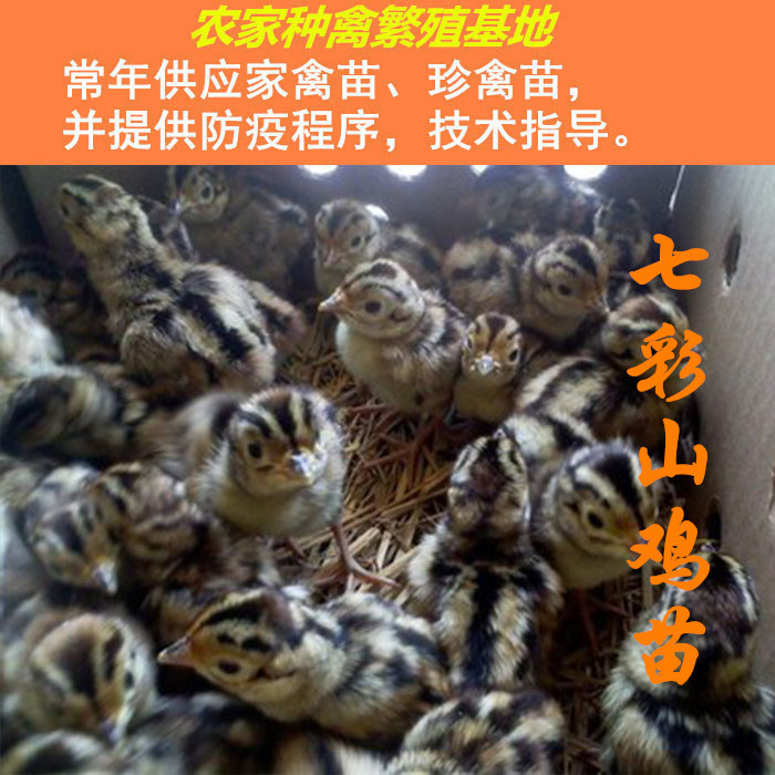 美国纯种七彩山鸡苗 大雉鸡 七彩鸡 花凤鸡 山鸡种蛋 孵化鸡苗