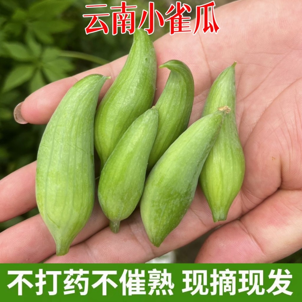 云南德宏特产新鲜蔬菜小雀瓜小角瓜美味装短季时令蔬菜现摘现发