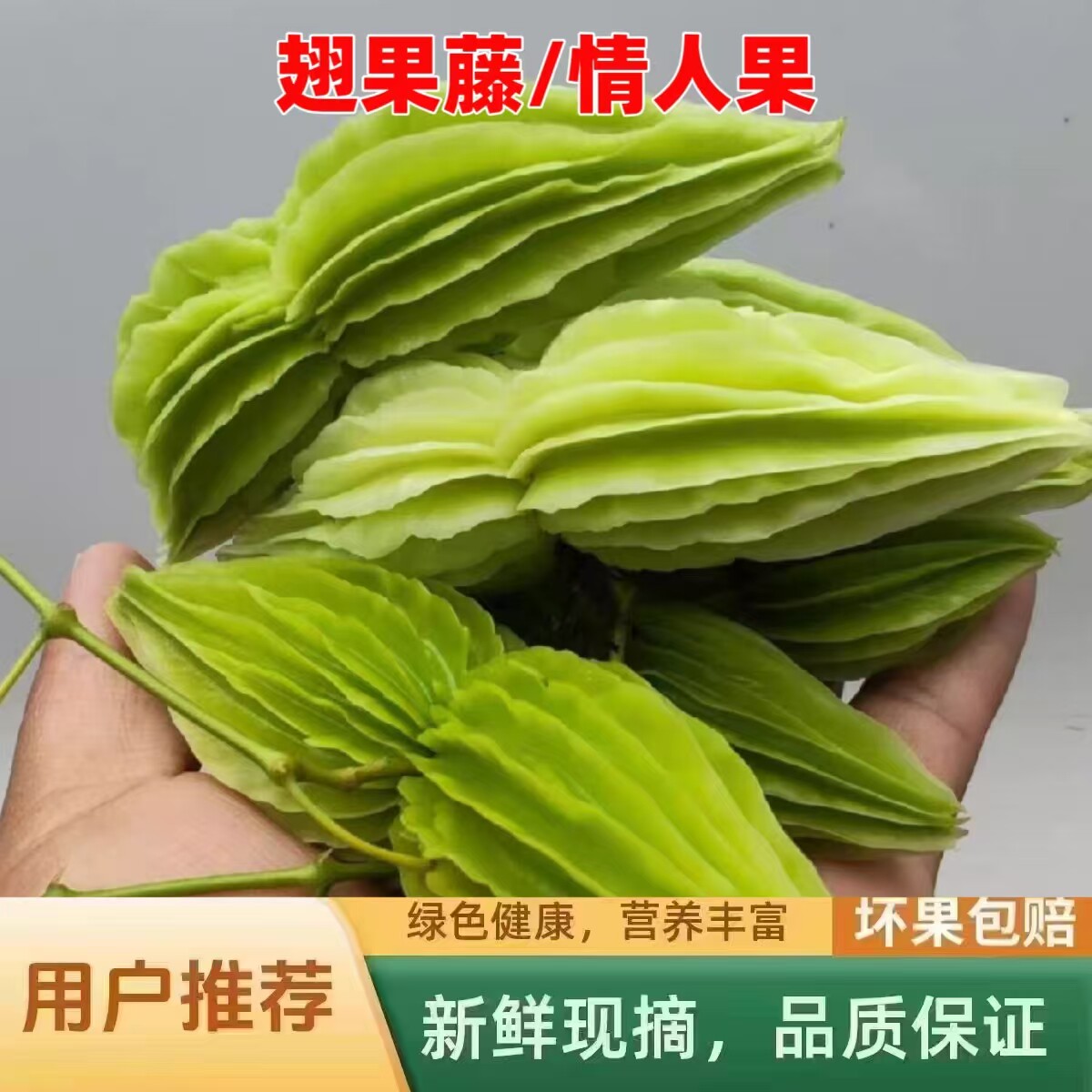 鱼漂果应季野菜山苦瓜