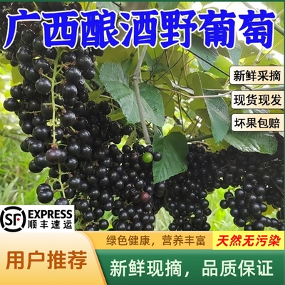 广西酿酒野葡萄泡酒山葡萄浸酒专用野生葡萄自酿毛葡萄酒顺丰包邮