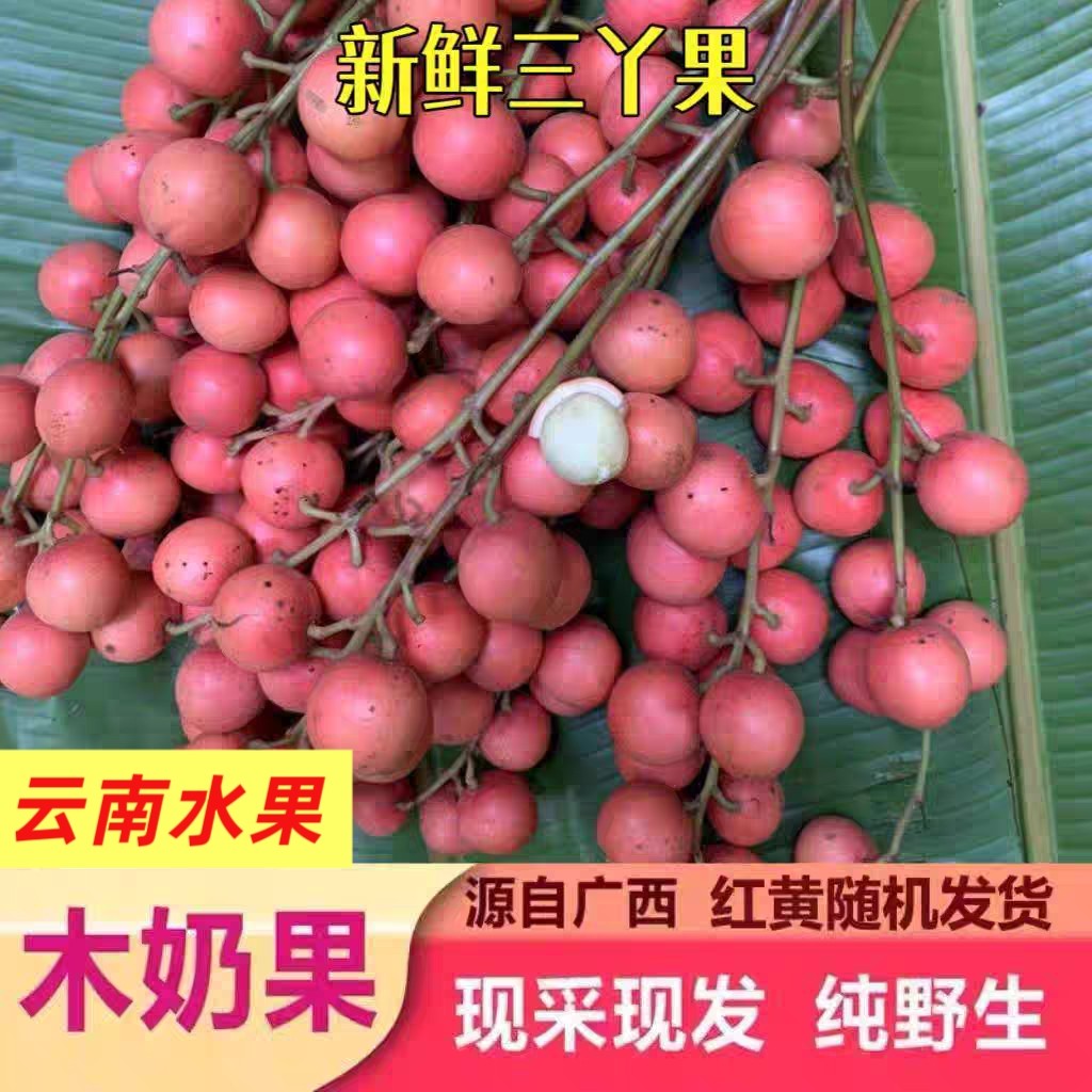 三丫果水果酸甜新鲜木乃果木奶果罕见奇异野生孕妇水果非龙宫果1