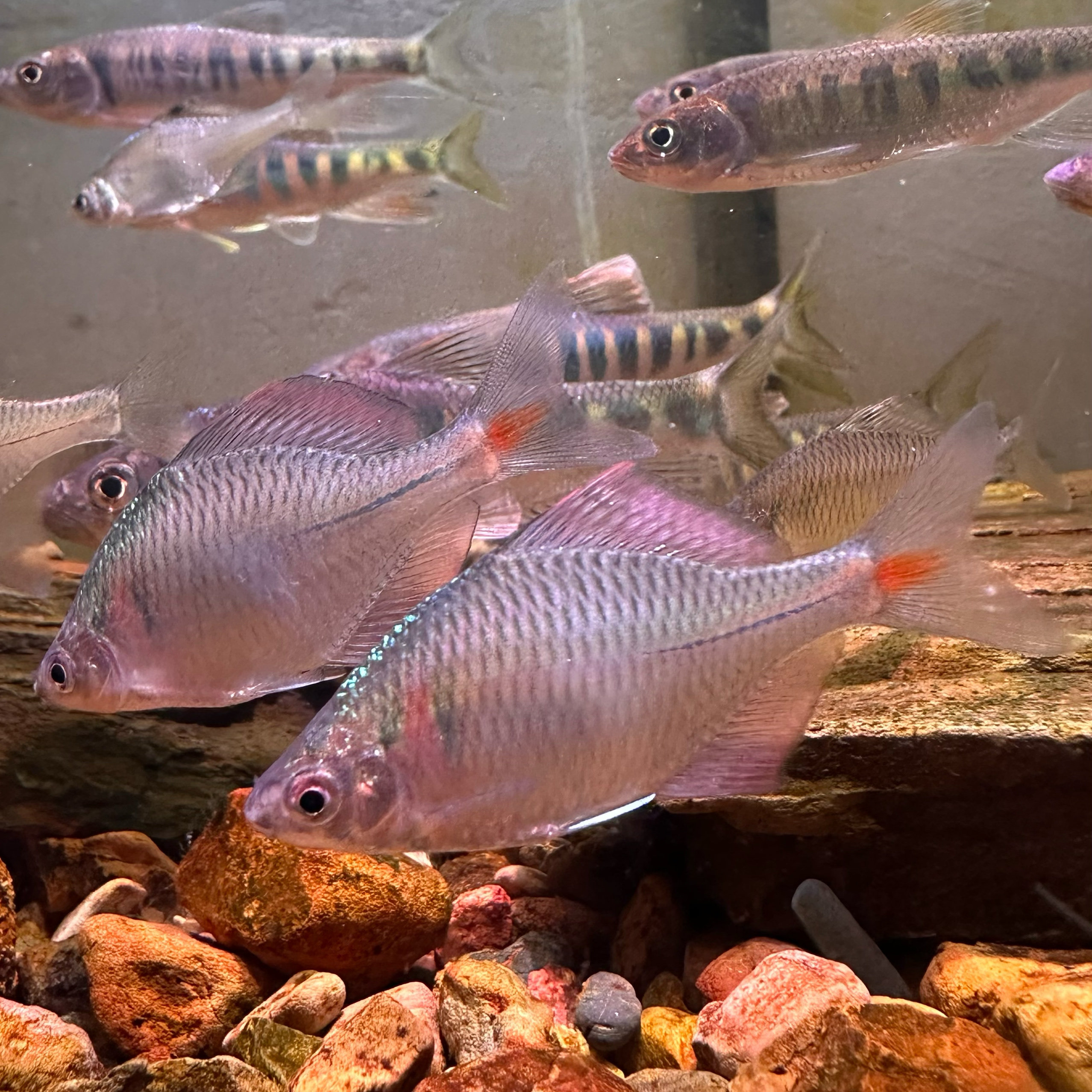 高体鳑鲏鱼七彩观赏鱼溪流淡水冷水小型好养群游鱼原生鱼小鱼