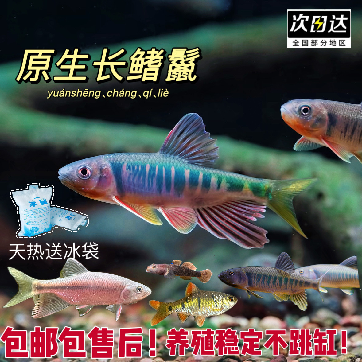 网红群游长鳍鱲溪流原生缸马口鬣异躐宽躐观赏鱼原生鱼冷水淡水鱼