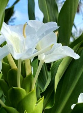 姜花绿植盆栽新手易养种苗