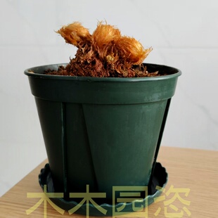 含盆磷毛凤尾蕨花盆栽室内桌面绿植易养护观赏植物小型盆栽