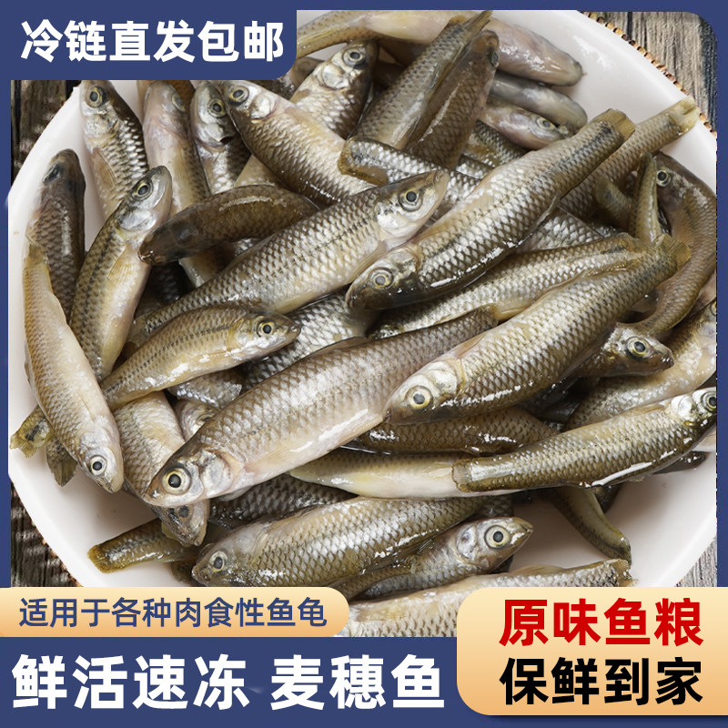 奈宠冷冻麦穗鱼饲料三重灭菌