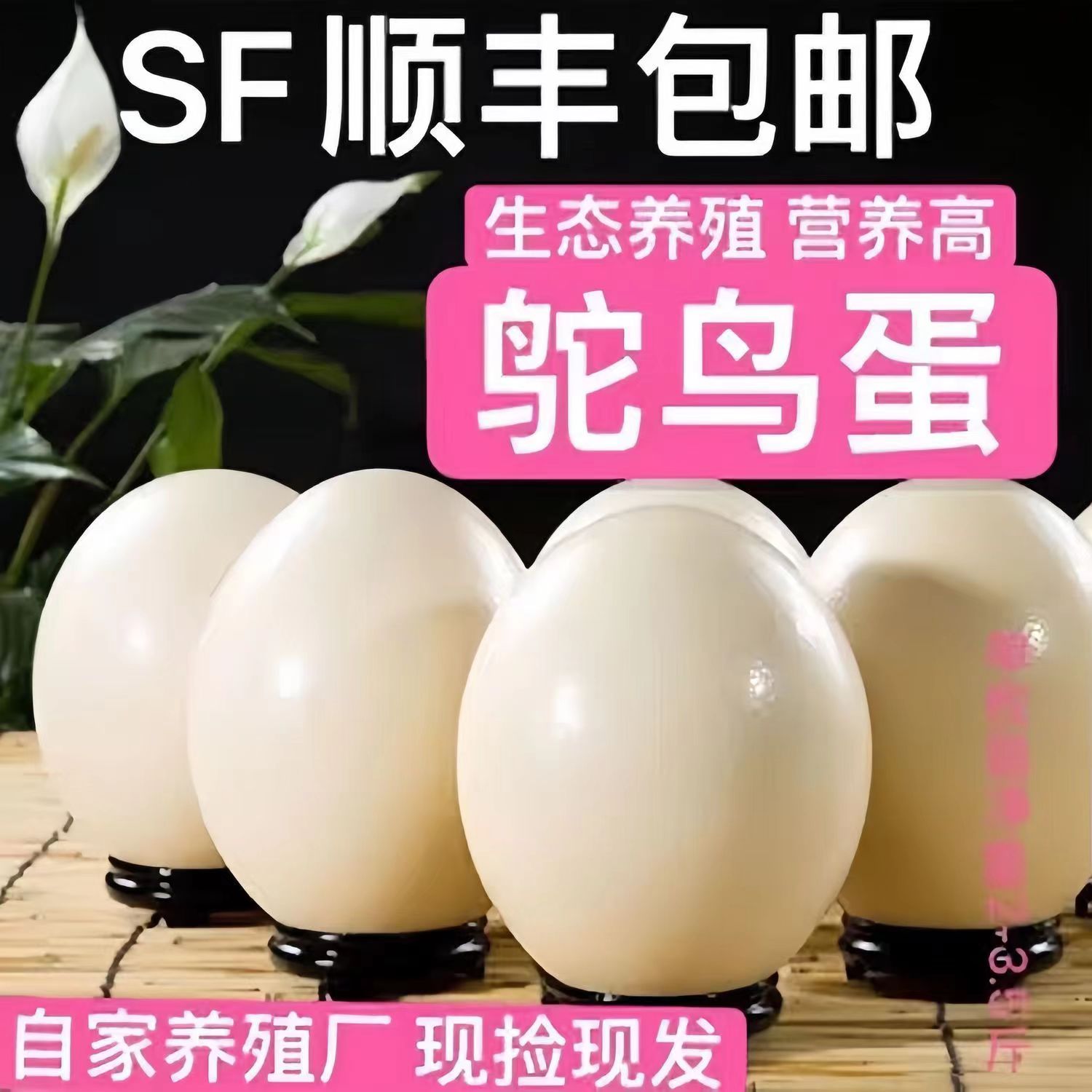 顺丰超大鸵鸟蛋鸸鹋蛋新鲜可食用特大号过节送礼驼鸟蛋3斤