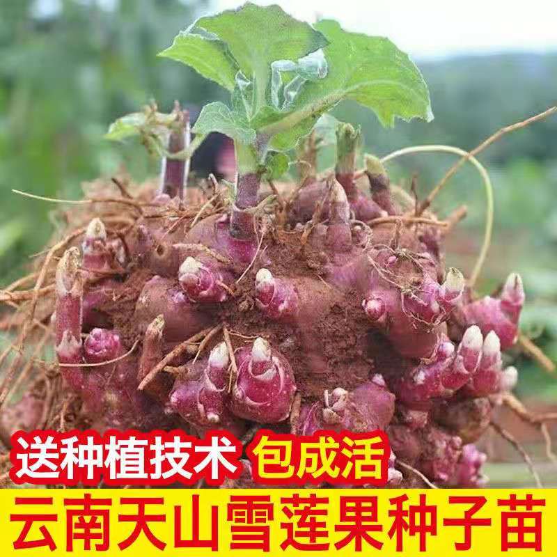 云南天山雪莲果种子黄心雪莲果种球种苗现挖现发红心雪莲果种子苗