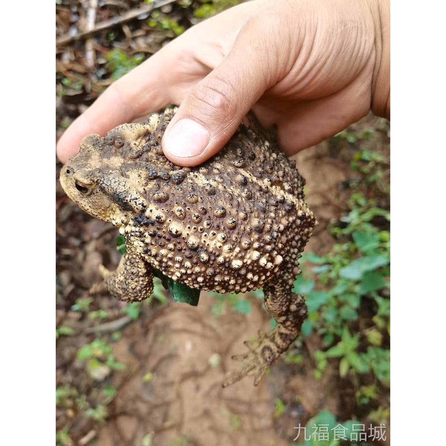 【活物现货】癞蛤蟆活体食活物非野生药同源癞蛤蟆 顺丰发货wal