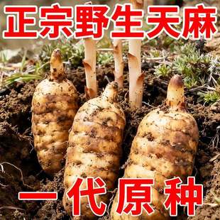 正宗天麻种子四季种植盆栽阳台秋冬种植高产蔬菜高发芽率种子