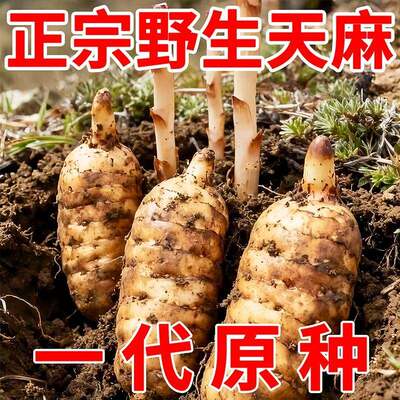 正宗天麻种子四季种植盆栽阳台