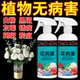 花病康植物花卉通用型花病康免稀释杀菌剂喷雾多肉炭疽黑斑病防治