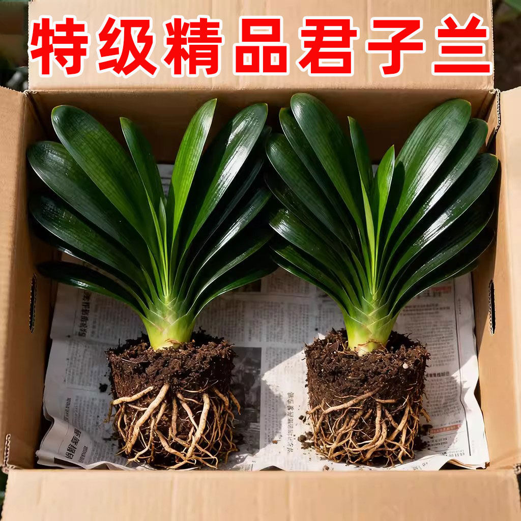 君子兰盆栽精品名贵花卉植物元宝君子兰国宝级室内庭院四季好养 - 实物图