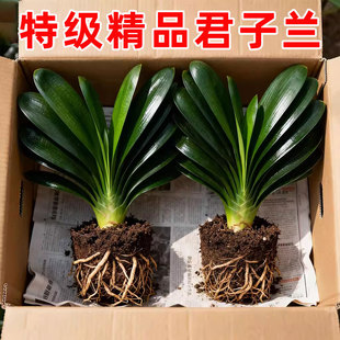 君子兰盆栽精品名贵花卉植物元宝君子兰国宝级室内庭院四季好养
