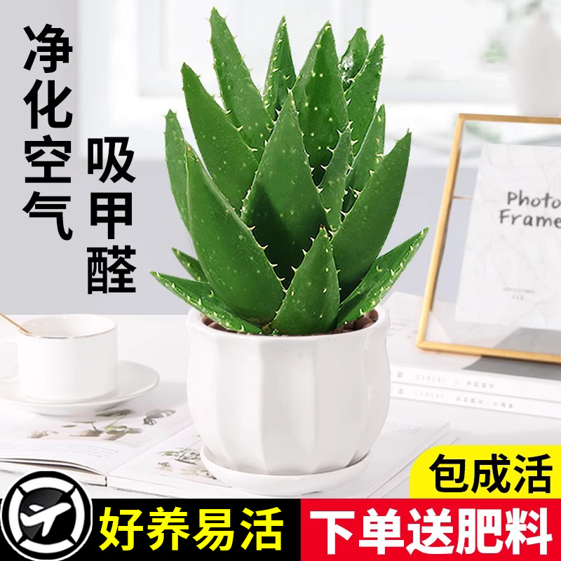 芦荟盆栽室内除甲醛净化空
