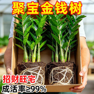 金钱树盆栽植物室内花卉客厅四季常青好养绿植大摇钱串子小发财树