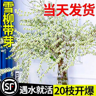 雪柳鲜枝水培龙柳带花苞干支懒人