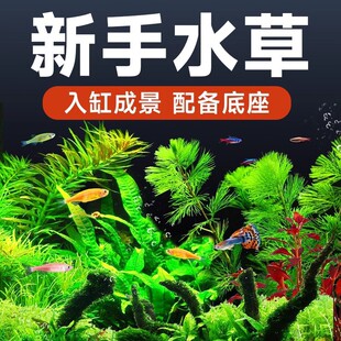 鱼缸水草活造景绿菊阴性蜈蚣水草后景中景新手水草批发水下叶大全