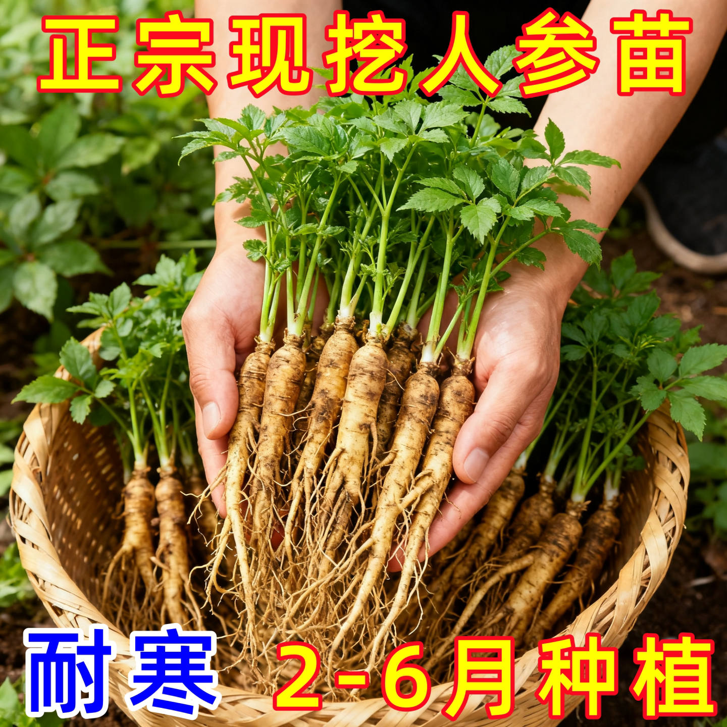 正宗长白山人参活苗人参苗带土长白山人参苗子种植带盆种苗野山参