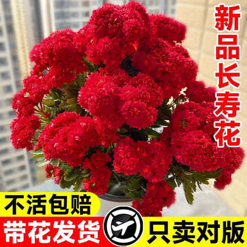新品长寿花盆栽带花苞重瓣大花苗